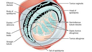 Covering of testis l Male Reproductive System  नर जनन तंत्र  Male reproductive system Anatomy [upl. by Asenev]