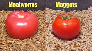 Mealworms vs Maggots Tomato Fight Time Lapse 🍅 [upl. by Nerrak]