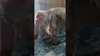 Listeriosis in Goat vet animals practioner HAVetClinic [upl. by Brest]