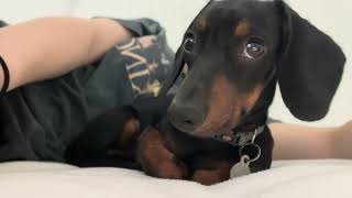 black and tan mini dachshund Arlo [upl. by Noram]