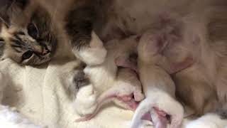 Birman babies litter B4 Lana by Saba cattery wwwbirmanseu [upl. by Aronaele]