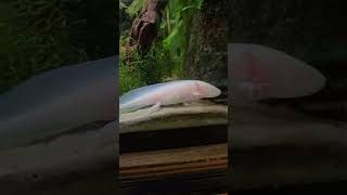 Captive axolotl and babies axolotl amphibians pets nature [upl. by Keller572]