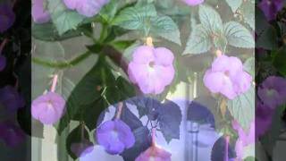 Achimenes2010wmv [upl. by Caia]