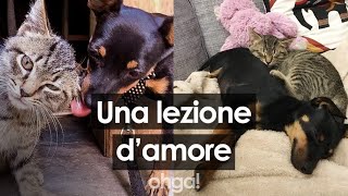 Tra cane e gatto nasce lamore e la loro storia diventa una lezione di vita [upl. by Clyve]