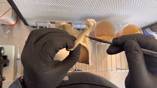 Cloning wild oyster mushrooms onto agar [upl. by Lelia]