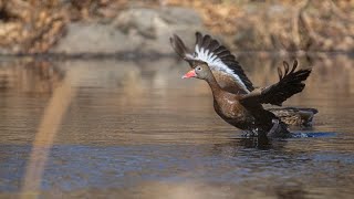 Blackbellied Whistling Duck at local pond [upl. by Irpak688]