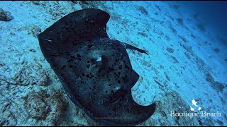 131124  Dives at Kudima Wreck amp Dhigurah Arches South Ari Atoll  Maldives [upl. by Feola]