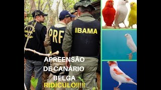 Apreensão de canário belga  Ridículo [upl. by Garmaise]