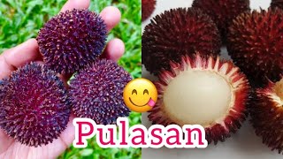 Pulasan fruit in kerala  pulasan [upl. by Mei280]