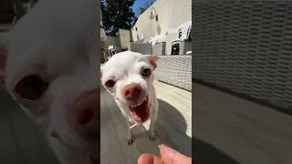 Niki missed to the Kuchi Kuchi Koo😂 angrychihuahua chiuahua mreviatar kuchikuchi nikiozeri [upl. by Yeleek]