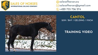 GOOD HUNTEREQUITATION p2019 gelding by Cento Lano Arcus [upl. by Craven876]