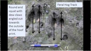 Identification of Deer and Feral Hog Tracks [upl. by Ormand]