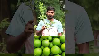 King Batthai Plants  Mosambi Plants  Fruit Plants In Telugu  Ashok Chakra Nursery  Kadiyam Abbai [upl. by Ailime236]