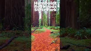 Humboldt Redwood State Park [upl. by Maren]