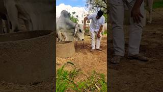 Tharparkar breeding center bull  tharparkar top bull [upl. by Haisoj766]