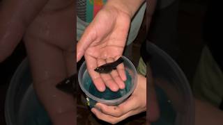 Black Molly fish ka operation krne k liye bol rahe hai ye blackmolly petfish petsvlog aquarium [upl. by Nwahsyt661]