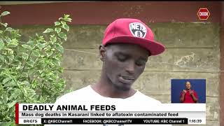 Mass dog deaths in Kasarani linked to afflatoxin contaminated feeds [upl. by Llenart753]