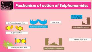 mechanism of action of sulfonamides [upl. by Joellyn987]