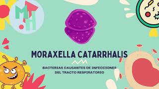 CONOCE A MORAXELLA CATARRHALIS  MEDIHELP UNIVERSITY [upl. by Frasco42]