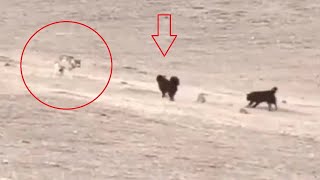 Tibetan mastiffs vs wolves leopards bears and lynx  Nonstop action [upl. by Hibbs]