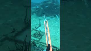 Allez voir ma longue vidéo fishing chassesousmarine spearfishing shortswithzita pecheur [upl. by Briney]