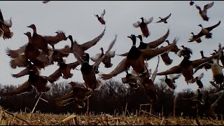 MALLARD CYCLONE  PINTAILS WOOD DUCK WATERFOWL FEED CORN FIELD WITH DEER HERD 4K BUSHNELL CAMERA [upl. by Radie62]