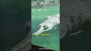 Gharial  The Crocodile You’ve Never Seen Before [upl. by Ginevra]