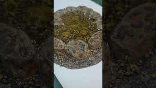 DnD rock pool tabletop scatter terrain [upl. by Cy545]