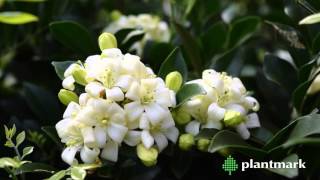 Murraya paniculta Orange Jessamine at Plantmark Wholesale Nurseries [upl. by Gorski]