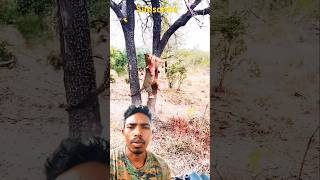 The tiger hunting a deer🥲🥲🥲😲😲😲🐅🐅🐅shorts wildlife animals [upl. by Alyks]