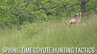 Spring Time Coyote Hunting Tactics [upl. by Llerahc979]