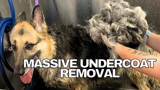 BEST Undercoat REMOVAL EVER [upl. by Nonnahs]