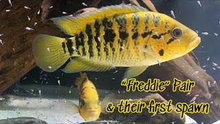 Yellow Jacket cichlid former Freddy with fry [upl. by Ailic752]