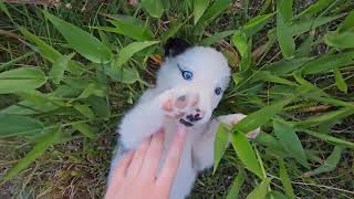 Border Collie Puppy Adventure Walk [upl. by Wojak]