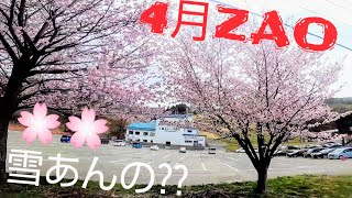 なんかZAO桜咲いてるけど雪あんの？w 蔵王温泉スキー場 鴫の谷地沼 [upl. by Brier]