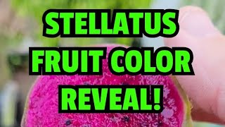 Stellatus fruit color reveal [upl. by Ellives]