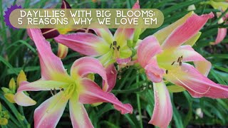 5 Great Things About Big Daylilies [upl. by Lattonia]