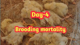 Day4 Brooding management [upl. by Norrehc]