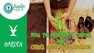 How To Propagate Onions and Chives Using Plant Division [upl. by Barbaresi]