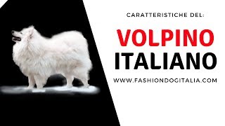 Volpino italiano caratteristiche [upl. by Krisha]