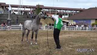 Caballos árabes en Silleda 2013 Campeonatos Junior [upl. by Arreyt]