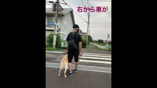 盲導犬 「はい止まります」川の音で車来てるのかき消され盲導犬 guidedog totalblindness guidedog アイメイト [upl. by Iddo566]