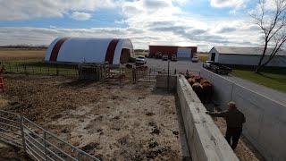 Annual Cattle Sorting Day [upl. by Ace625]