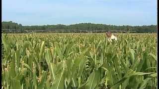 Ferme Darrigade  Soustons  Landes [upl. by Yl]