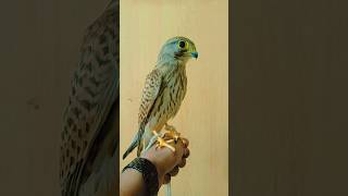 Common Kestrel The Killer 😎 kestrel youtubeshorts [upl. by Chet]