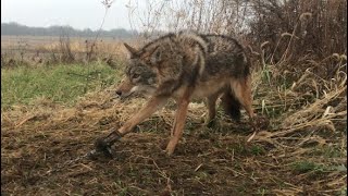 Coyote Trapping STRAWHAY SET [upl. by Melicent449]