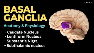 Basal Ganglia Basal Nuclei  Caudate Nucleus  Lentiform Nucleus  Anatomy and Physiology [upl. by Kaiser140]