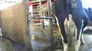 How automatic milking works  Robotic milking 25 [upl. by Siri]