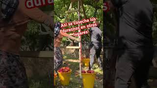 Cosecha de durazno suscribetealcanal agricultura [upl. by Linson]