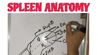 Spleen Anatomy  Anatomy Demo Lecture 🪧 Bams first year [upl. by Bergmann]